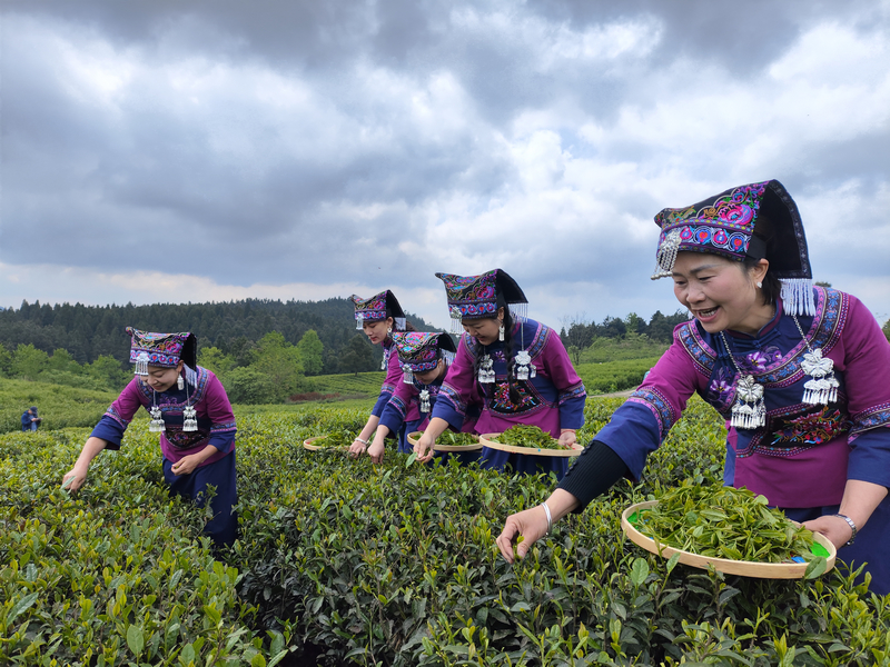 新场镇王坝村村民在采茶叶。鄢永华摄