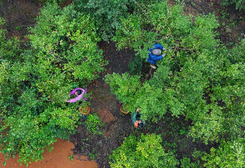 铜仁市玉屏侗族自治县亚鱼乡亚鱼村油茶种植基地，村民在装运油茶果（无人机照片）。胡攀学 摄