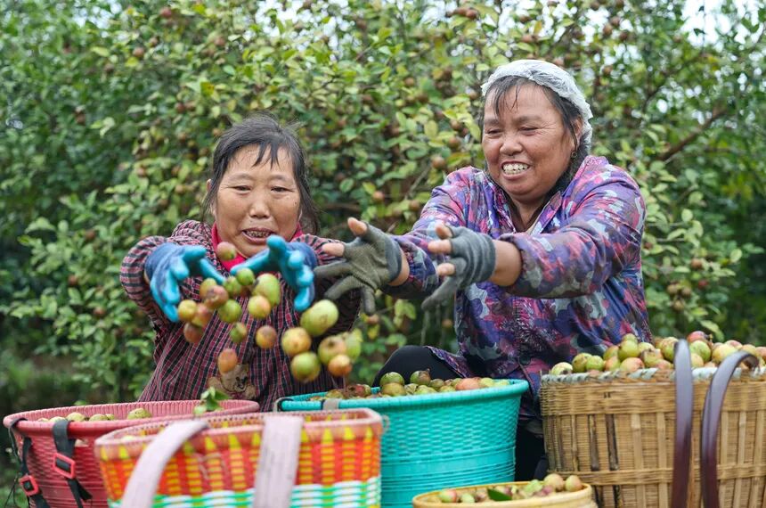铜仁市玉屏侗族自治县亚鱼乡亚鱼村油茶种植基地，村民在装运油茶果。胡攀学摄