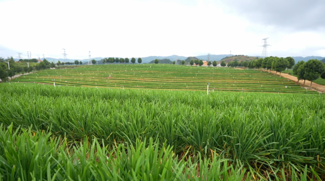 （平坝蔬菜种植基地。）