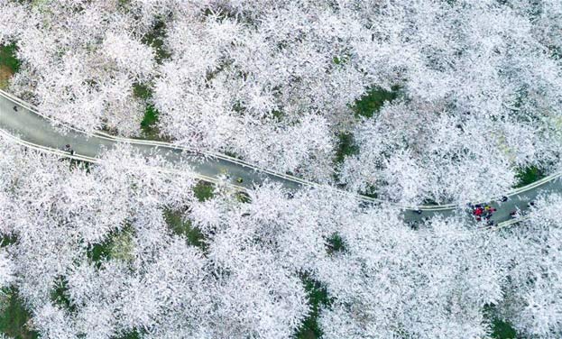 贵安新区红枫湖畔万亩樱花绽放 如云似雪