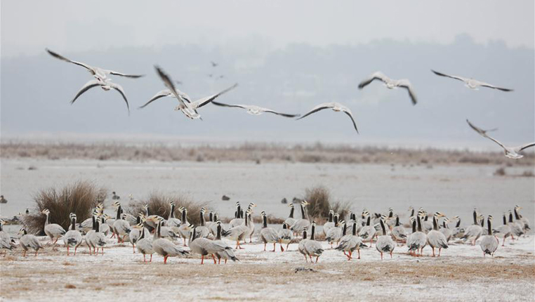 草海：湖面结冰紧急投食 确保候鸟安全过冬