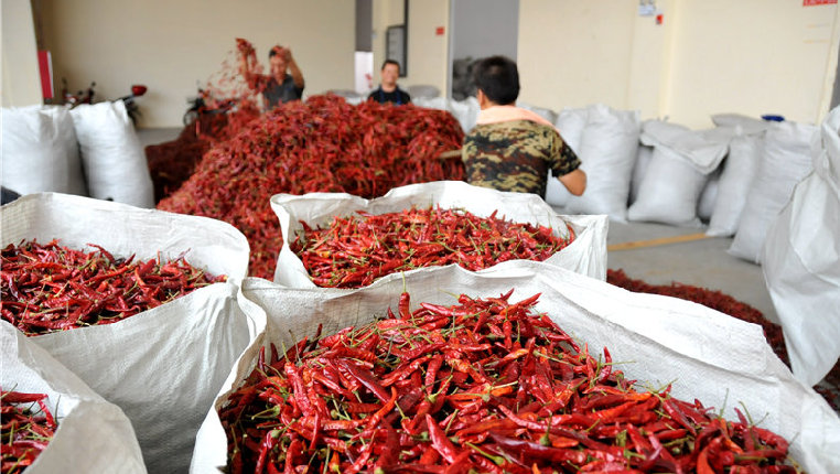 小辣椒成就红火大产业