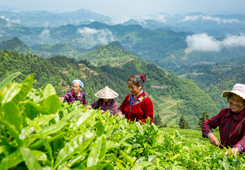 &ldquo;一村一品&rdquo;绽开&ldquo;致富花&rdquo;