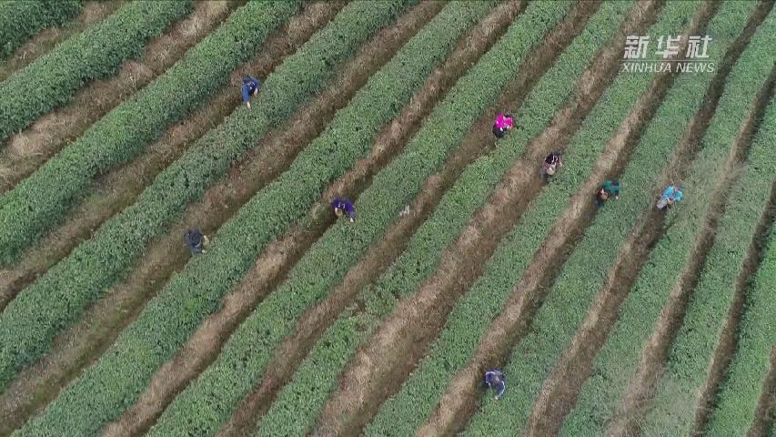 贵州丹寨：“扶贫茶园”采春茶