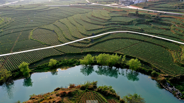 贵州普定：坝区调结构 种植韭黄助农增收