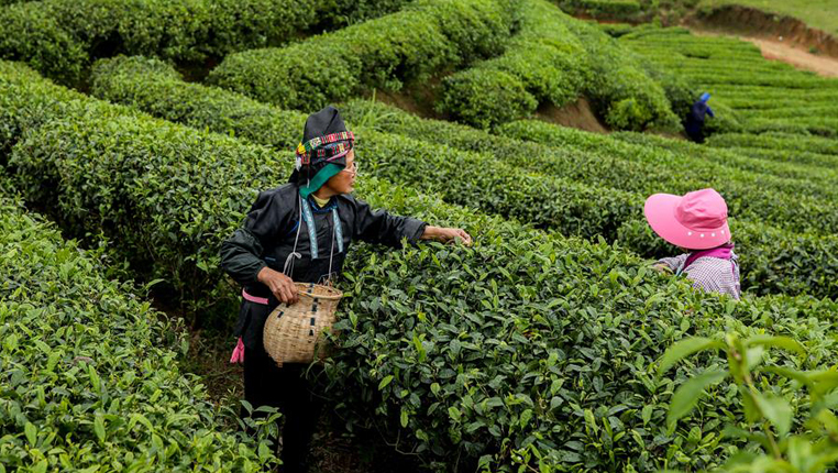 贵州丹寨：“扶贫茶园”采茶忙