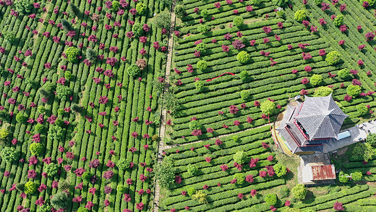 俯瞰貴州清鎮茶場 “紅綠”相融春景美