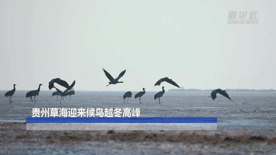 贵州草海迎来候鸟越冬高峰