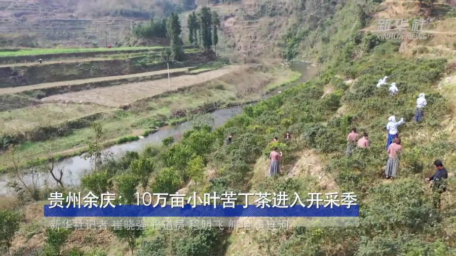 贵州余庆：10万亩小叶苦丁茶进入开采季