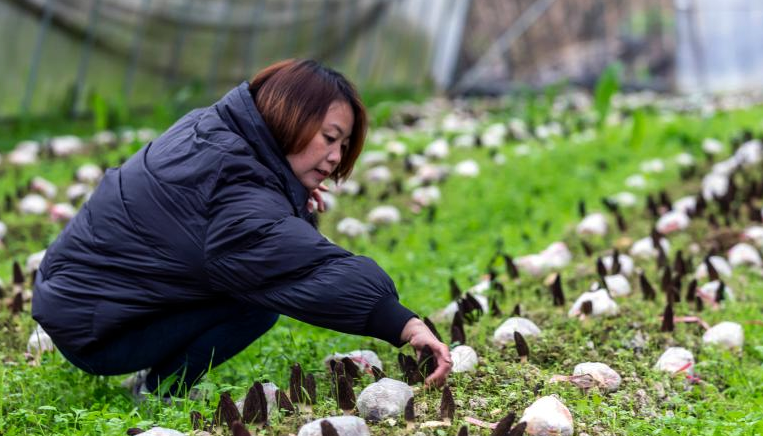 贵州黔西：种植羊肚菌助农增收