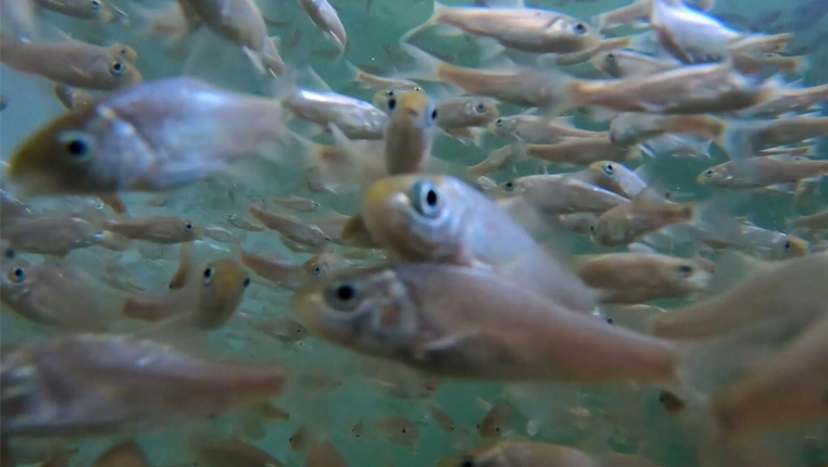 微视频丨贵州在乌江水系调查收集到鱼类104种