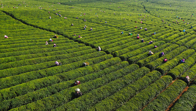 壯觀！貴州安順500茶農同採一片茶園