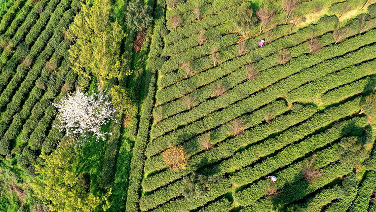 貴州清鎮：茶園春景美 比拼採茶技能促發展