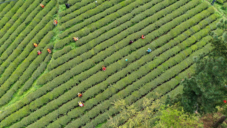 航拍贵州花溪久安万亩茶园 产业由“黑”转“绿”