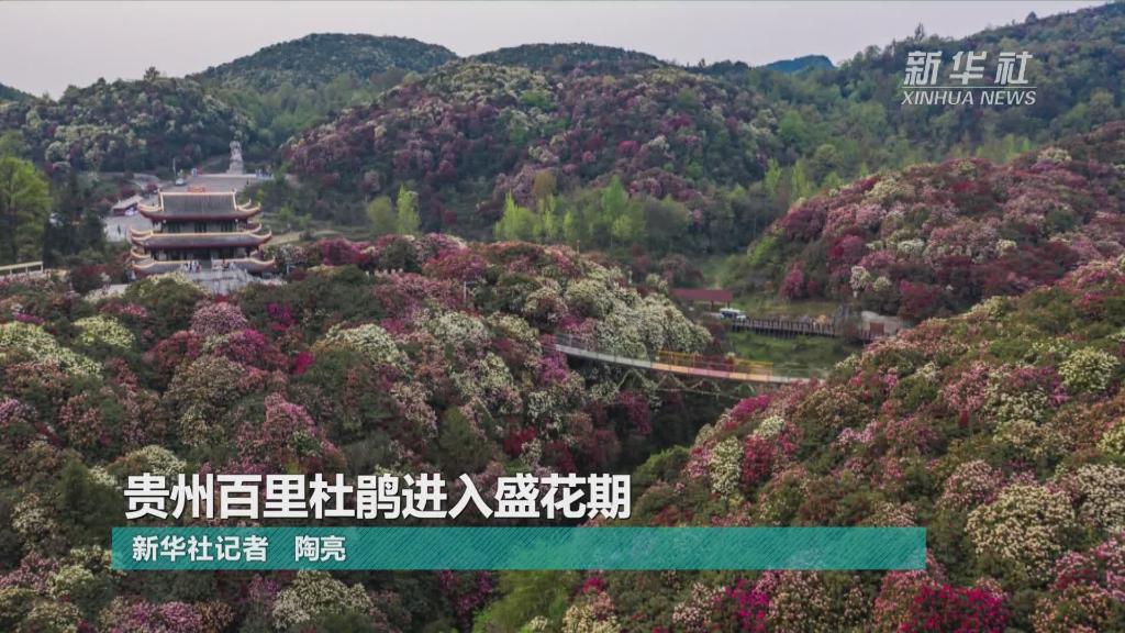 微视频丨贵州百里杜鹃进入盛花期