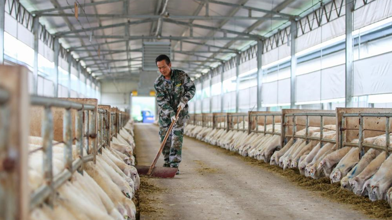 貴州岑鞏：湖羊養殖助力鄉村振興