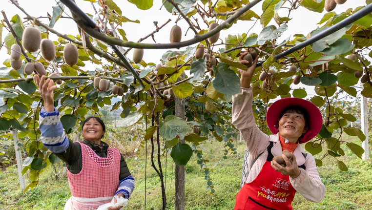 贵州黔西：采收生态猕猴桃