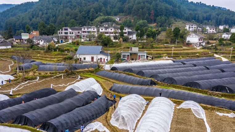 貴州黔西：羊肚菌種植助農增收