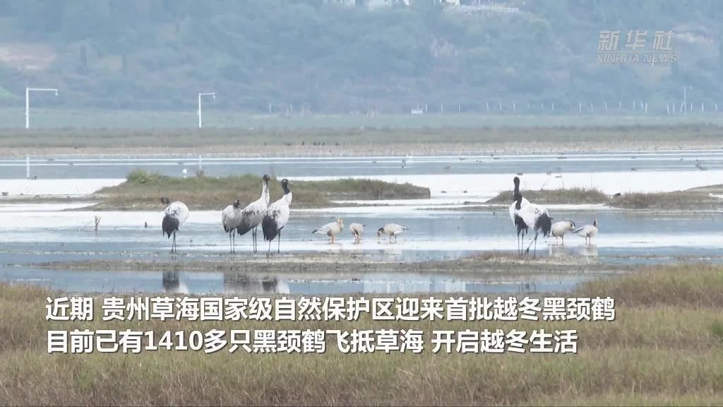 千余只黑颈鹤飞抵贵州草海 开启越冬生活