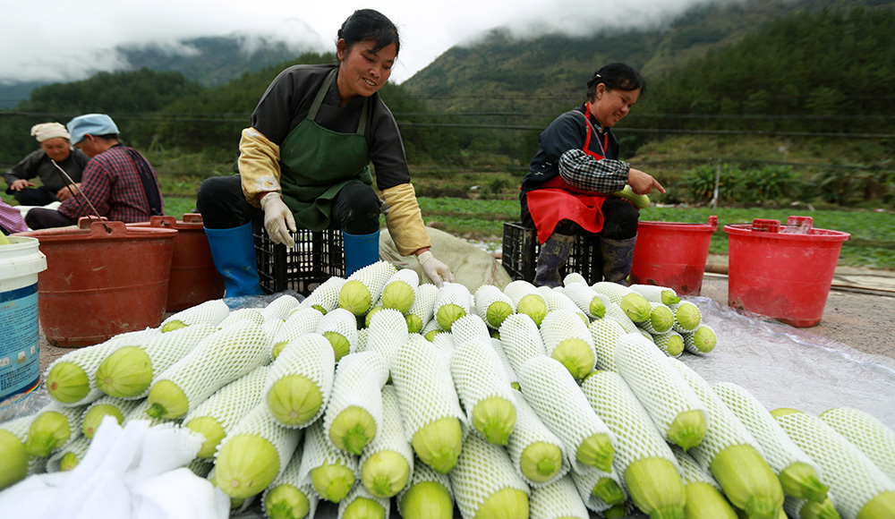 贵州罗甸：蔬菜收获忙