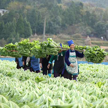 上海有量助力贵州蔬菜集团“黔菜入沪”