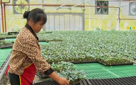 贵阳市蔬菜良种繁育中心半年为全省提供1800多万株种苗