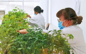国内外1052个新优蔬菜品种亮相贵州省蔬菜种子种苗现场观摩会