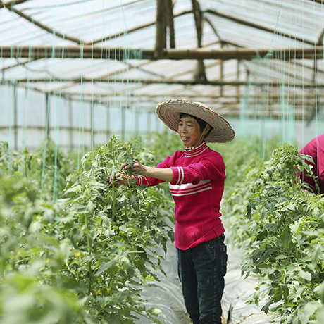 黔南州优质生态农产品丰富粤港澳大湾区&ldquo;菜篮子&rdquo;