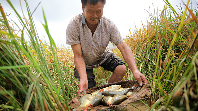 贵州余庆：“稻+鱼”美了乡村富了民