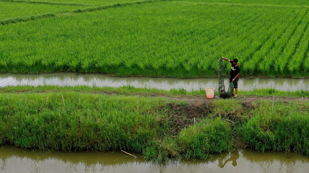 贵州西秀区发展“稻+N”产业助坝区提质增效