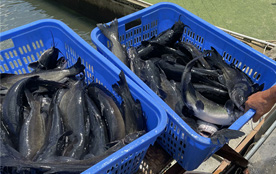 三都巴佑村：生态鱼产业助力乡村振兴