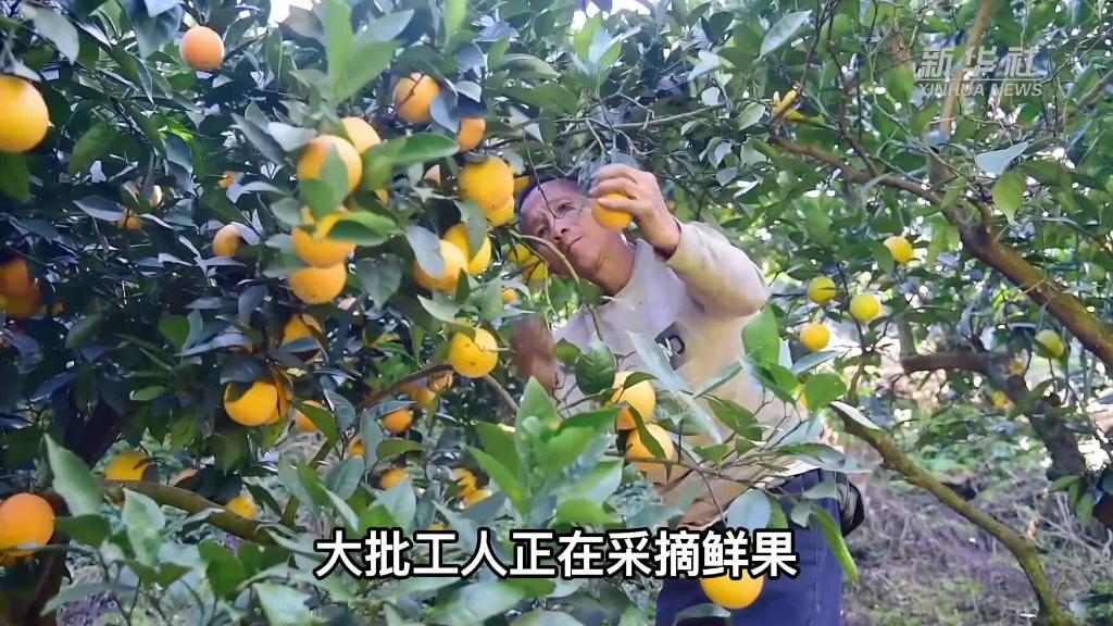 贵州榕江脐橙成熟上市 “甜”了消费者“富”了民