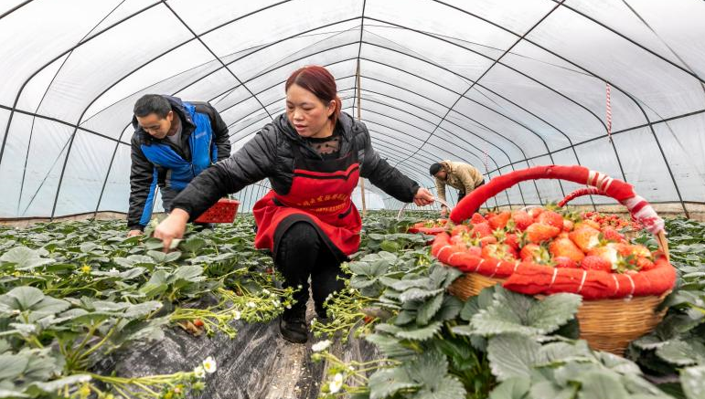 贵州黔西：生态草莓抢鲜上市