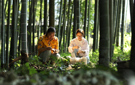 贵州赤水：林下竹荪助农增收
