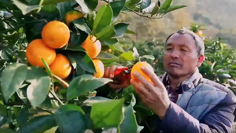 贵州务川：柑橘飘香引客来