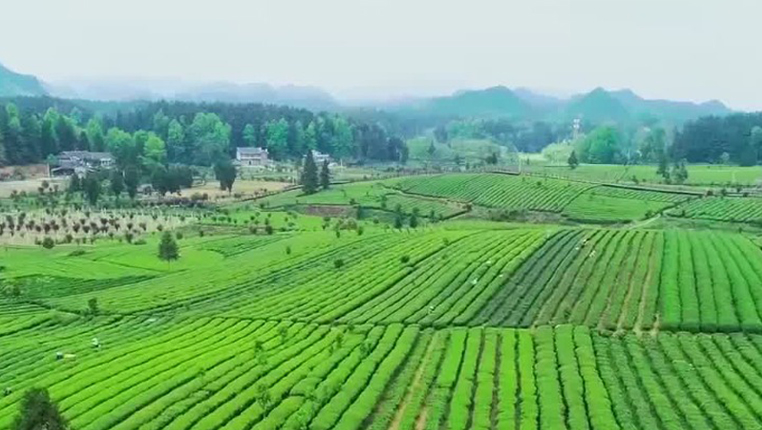 全球連線｜走進大山裏的“世界抹茶工廠”