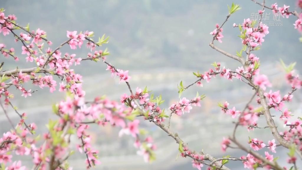 贵州余庆：桃李朵朵开 赏花正当时