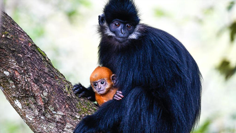 國際珍稀動物保護日丨黑葉猴喜添“金寶寶” 核心種群得到有效保護