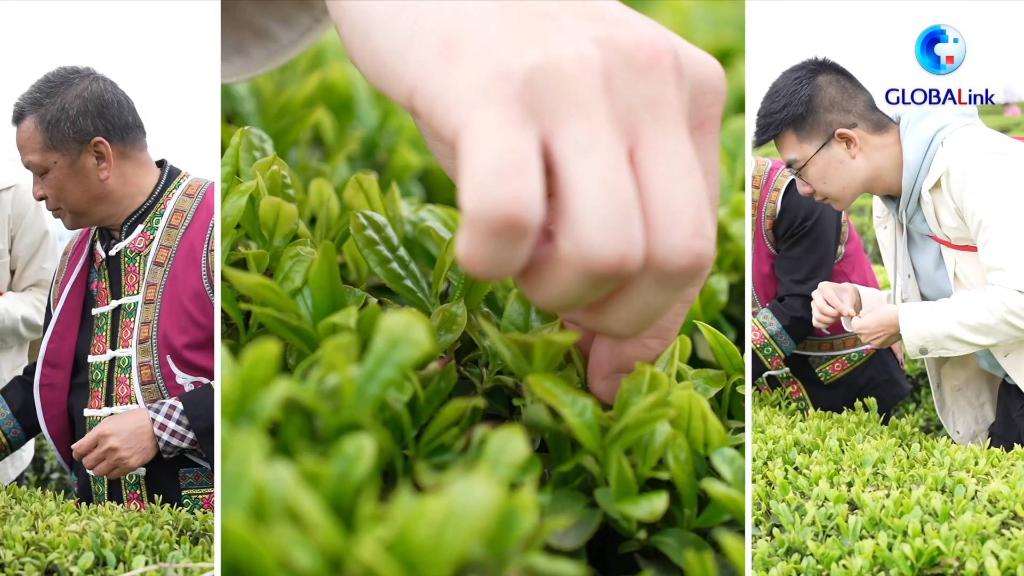 全球连线｜中国西南大山“致富茶”迎来采摘生产旺季