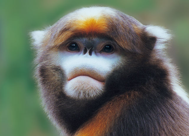 生存压力大的时候，黔金丝猴会主动降低生育率