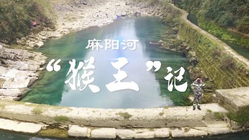 紀錄片《我與萬物生｜麻陽河“猴王”記》