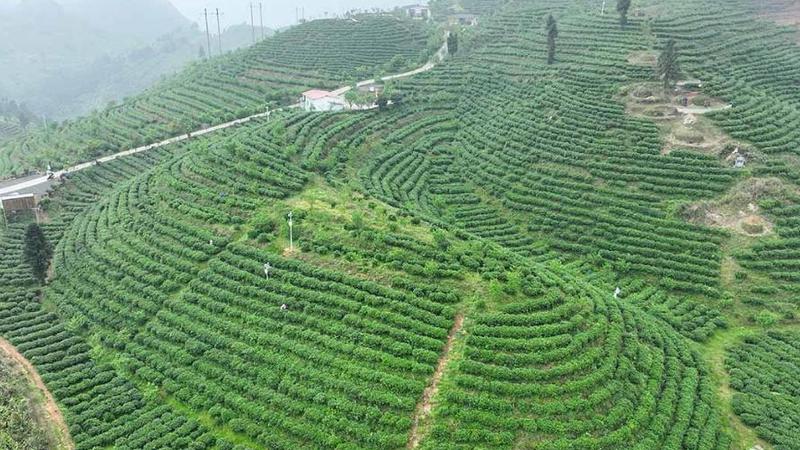 貴州丹寨：採茶制茶忙