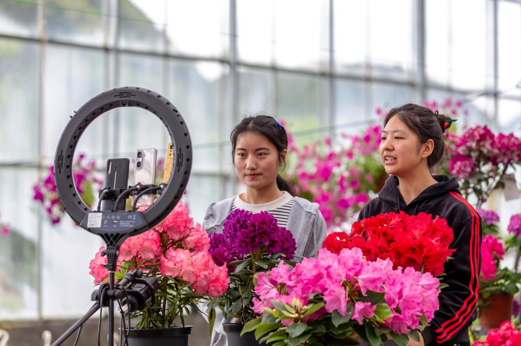 贵州毕节：花卉产业为乡村振兴注入新动能