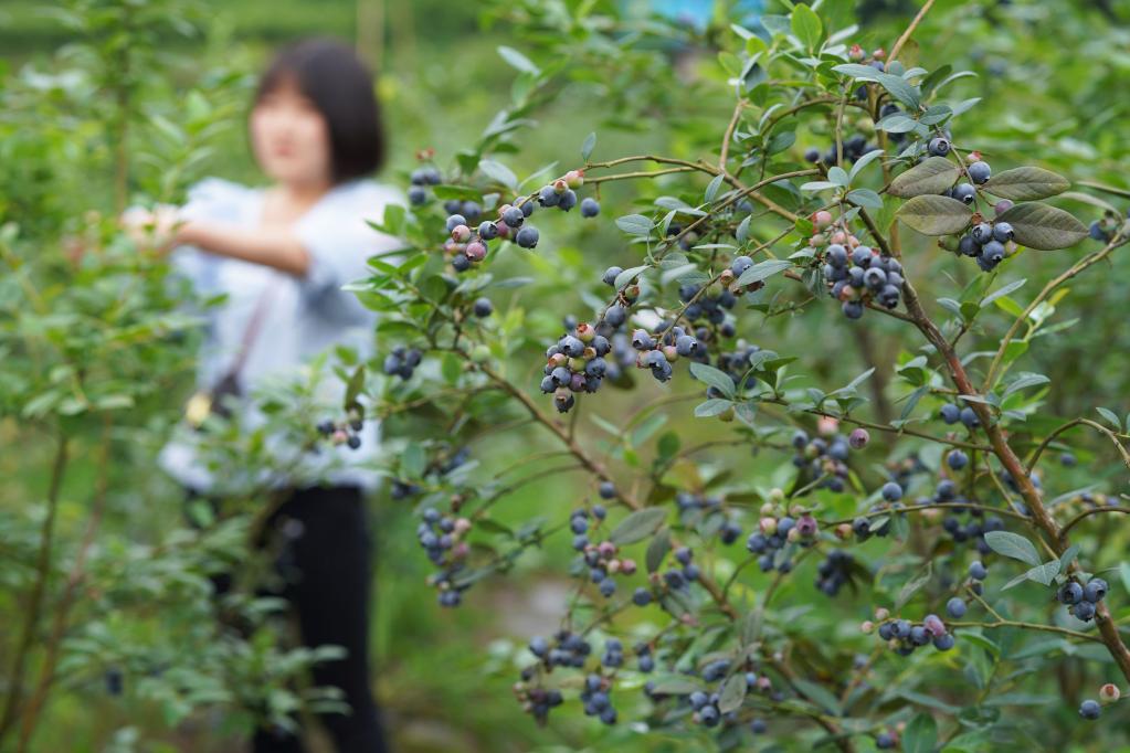 贵州赤水：蓝莓产业助农增收
