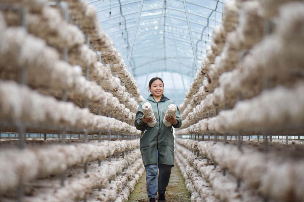贵州道真：小蘑菇种出大产业