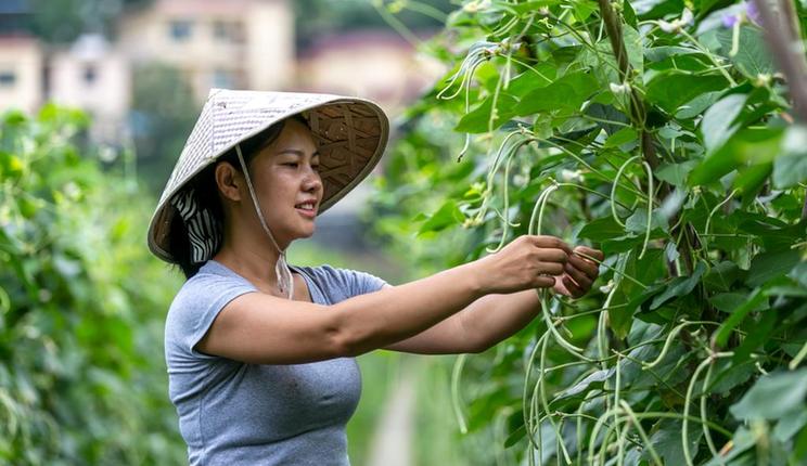 贵州罗甸：复合种植促增收