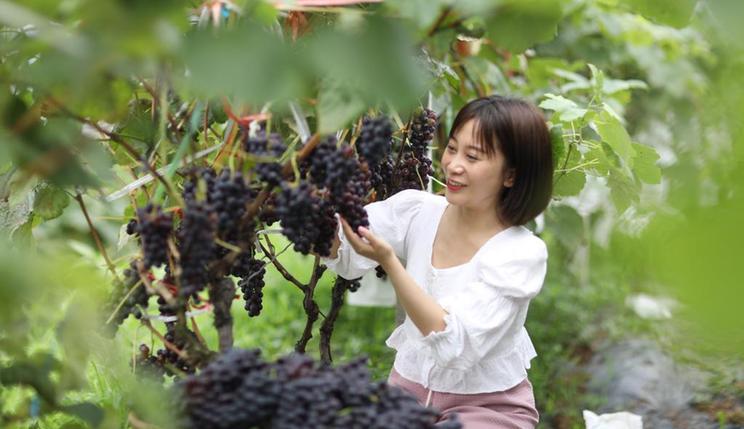 贵州赤水：葡萄飘香引客来