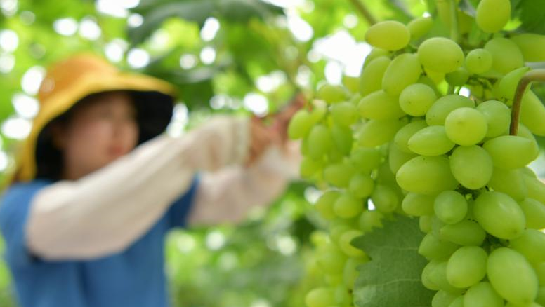 貴州遵義：葡萄迎豐收