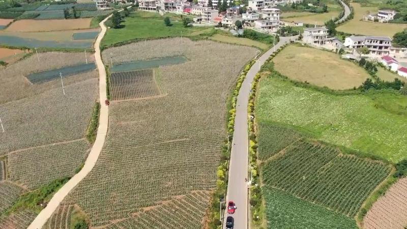 贵州平坝：规模化菜地里的增收路